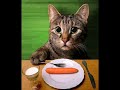 ♥♥♥ Very Funny Cats 4 ♥♥♥