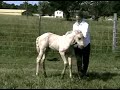 Natural Horsemanship and Foals