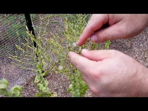 how to collect cedar seeds