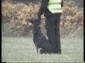 videos de Tosca AK