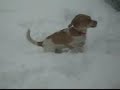 Jack Russell Beagle puppy meets snow Jack Russell Beagle puppy meets snow