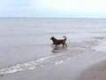 Jessie-chasing-a-gull--1
