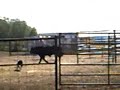 Pete P&B Cattledog Trial Pete P&B Cattledog Trial