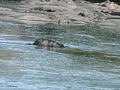 Croc chow-  by Mara River Airboat Safari Ltd of Tanzania