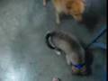 neggy-and-doggie