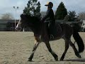 James riding Del at Hargate Walk and Trot practice test