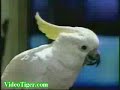 birds parots talking funny
