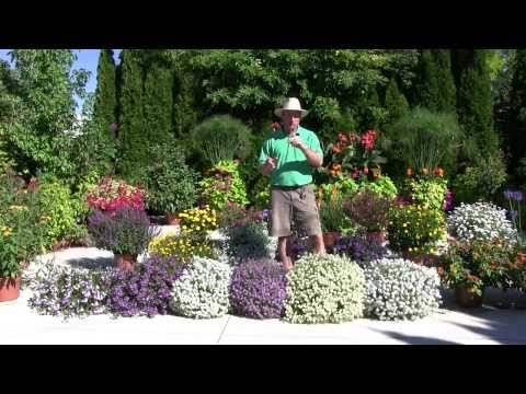 how to care alyssum