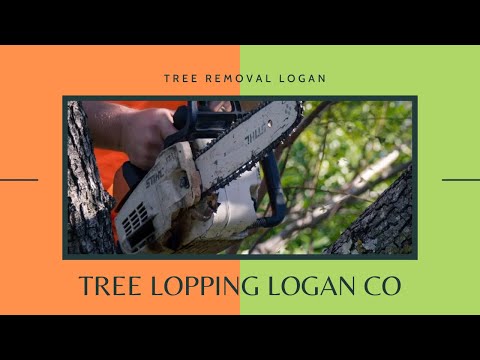 Reasons to Use a Stump Grinding Service in Your Logan Yard | Tree ...