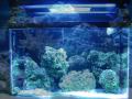 salt fish tank