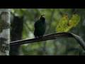 Mating behaviours - birds