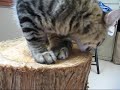 Chat Timo Chat Timo