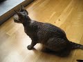 My sweet Devon Rex bird watching.