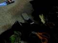 Buttons (my cat) attacking my speaker phone pt. 2