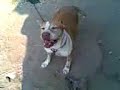 pit bull dogo argentino nigrita toroni