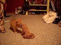 orange kitten attacks tiger! orange kitten attacks tiger!