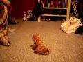 orange kitten attacks tiger!