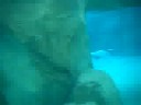 Baby Whales