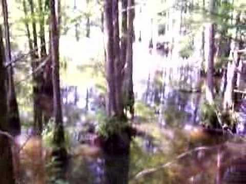 BALD CYPRESS SWAMP