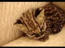 Filhote de Jaguatirica , Gato do Mato