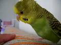 Animal Videos - fındık fıstık  VS Parmak