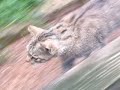 Wildkatzen-Tierpark Neuhaus T2