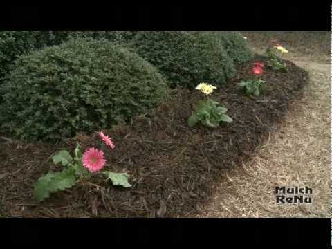 how to dye pine needles