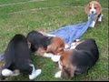 beagle - puppies six weeks old beagle - puppies six weeks old