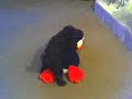 Bear Attacks Happy Feet