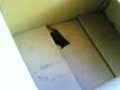 Pipistrello attacca uomo. Bat VS man