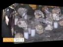 Ofrendas en el z�calo Reportaje