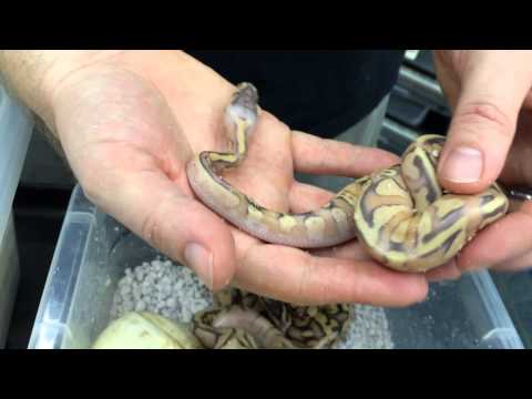 YouTube reptile video