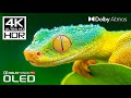 BEST OF DOLBY ATMOS - INCREDIBLE 4K 60FPS VID ..