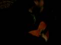 videos de Rockeando en el sol de Melba