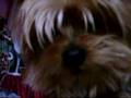 mon chien