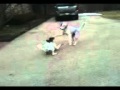 Funny Dog Plays Dead While Playing With Another Dog - animals, cute, dog, dogs, pets, playing, funny