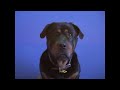 Buddy the dog Buddy the dog