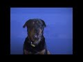 Buddy the dog \"rotti\" sings This is Australia Buddy the dog \"rotti\" sings This is Australia