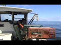 Setting Some Catch a Piece of Maine Lobster Traps Setting Some Catch a Piece of Maine Lobster Traps