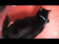 The Furminator for Cats Does It Work?