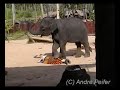 Koh Samui - Elefanten und Affenshow