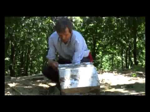 Porco Celta o Incio. Premio aos valores cooperativos (2010)