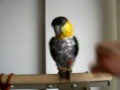 parrot,caique,jojo