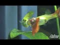 Corteggiamento Guppy