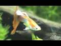 Corteggiamento Guppy