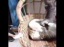 Baby Kitties