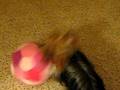 videos de Yorkie vs. Pink Soccer Ball