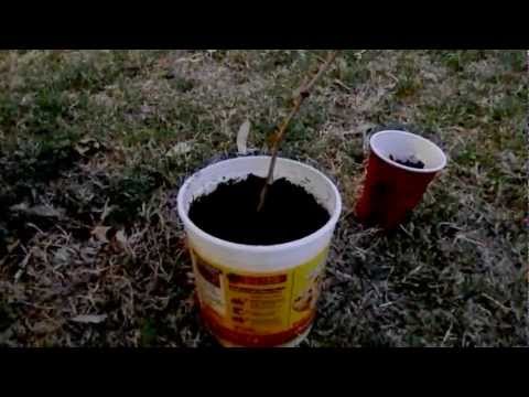 how to transplant old grape vines