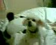 Caniche video