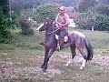 cavalo criolo